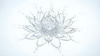 Water splash forming lotus flower shape with droplets and crown-like petals on white background. Liquid art concept for wellness and meditation designs.