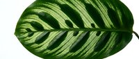 Prayer plant leaf with striking green stripes and patterns isolated on white background for botanical design and tropical decor projects.