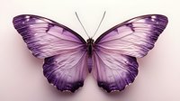 Purple butterfly with delicate wing patterns and detailed veining on light background, isolated macro shot suitable for nature designs and decorative artwork.