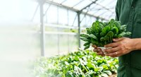 Farmer in green work shirt holding fresh green leafy vegetables harvested from greenhouse nursery, sustainable agriculture and organic farming concept for agricultural business and food production.