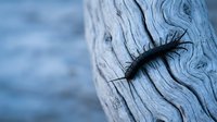Black millipede crawling on weathered driftwood surface with ocean background for nature and wildlife educational content.