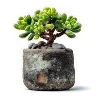 Jade plant succulent bonsai tree in rustic stone pot isolated on white background for home decor and gardening projects.