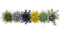 Fresh culinary herbs collection with thyme, basil, dill and parsley arranged in row on white background for cooking and seasoning recipes.
