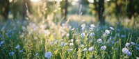 Delicate white wildflowers bloom in soft morning light with dreamy bokeh background creating peaceful natural meadow scene for wellness and tranquility concepts.