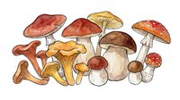Assorted mushrooms and fungi varieties including chanterelles, button mushrooms, and toadstools isolated on white background, ready for culinary, educational, and design applications.