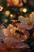 Honey bees collecting nectar from pink cherry blossoms with morning dew drops, soft bokeh background creates dreamy spring atmosphere. Perfect for nature and gardening themes.
