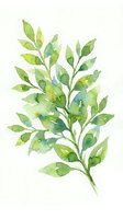 Watercolor botanical illustration of green leafy branch with soft yellow and teal accents on white background, suitable for home decor and design projects.