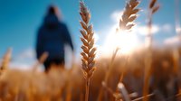Golden wheat stalks in sunlight with blurred farmer silhouette in background during harvest season. Agricultural field at sunset with warm lighting and bokeh effect.