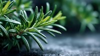 Fresh rosemary herb sprigs with needle-like leaves growing in garden, aromatic culinary plant for cooking and seasoning in natural outdoor setting.