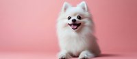 Adorable white fluffy Pomeranian puppy sitting with happy expression and tongue out on soft pink background for pet care and animal lover designs.