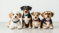 Four adorable mixed breed puppies sitting in row wearing colorful collars against neutral background for pet care and animal adoption concepts.
