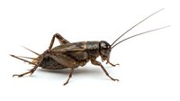 Cricket insect isolated on white background, side view of brown orthoptera with long antennae, suitable for educational and design projects.