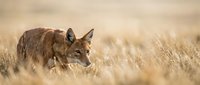 Wild coyote hunting in golden grassland during sunset with warm natural lighting and shallow depth of field creating dreamy bokeh background.