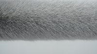 Close-up macro view of soft gray animal fur texture showing natural hair patterns and follicles for backgrounds and design projects.