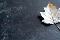 White maple leaf on dark textured stone background with copy space. Minimalist autumn composition highlighting natural contrast and organic textures.
