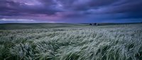 Dramatic purple storm clouds over windswept wheat field at dusk with golden grain swaying in breeze creating moody agricultural landscape for farming concepts.