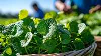 Fresh mint leaves growing in garden basket with sunlight, close up view of aromatic herbs. Organic farming and culinary ingredients for cooking and tea.