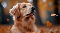 Golden retriever dog with soft fur looking up attentively in autumn park setting with falling orange leaves and blurred bokeh background. Peaceful outdoor pet portrait.