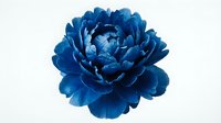 Blue peony flower head isolated on white background for floral design projects and botanical artwork.