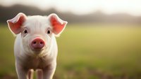 Adorable pink piglet standing in sunny farm field with soft bokeh background for agriculture and livestock content.