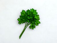 Fresh green parsley bunch isolated on white background. Organic culinary herb with bright leaves and stems ready for cooking and food decoration.