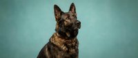 German Shepherd dog portrait on turquoise background, alert expression, professional pet photography for veterinary, training materials.