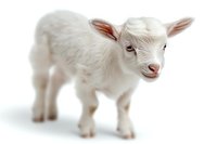 Adorable white baby goat kid standing on white background, isolated cutout for farm animal designs and agricultural marketing materials.
