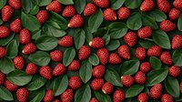 Fresh ripe red raspberries scattered among dark green leaves creating natural organic pattern for food industry, packaging design and healthy lifestyle concept.