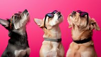 Three dogs wearing sunglasses looking up against pink background, funny pet portrait showing different breeds with black bows and accessories.
