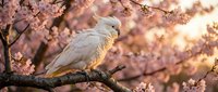 White cockatoo perched on blooming cherry blossom branch during golden hour sunset with soft pink flowers creating romantic spring atmosphere for nature photography.
