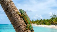 Green iguana climbing palm tree trunk on tropical beach with turquoise ocean and white sand in background for vacation and wildlife themes.