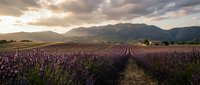 Lavender field rows stretching toward mountains under dramatic sunset sky. Agricultural landscape with purple flowers in bloom during golden hour.