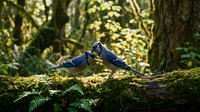 Two blue jays perched on moss-covered fallen log in sunlit forest with dappled light filtering through green foliage creating peaceful woodland scene.