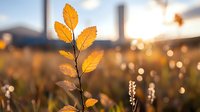 Golden autumn leaves on branch against blurred sunset background with bokeh lights, creating warm atmospheric nature scene with soft focus and dreamy mood.