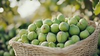 Fresh green gooseberries harvested in wicker basket against blurred garden background, natural organic summer berries for healthy eating and cooking.