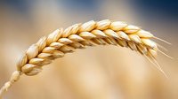 Golden wheat ear against blurred field background, symbolizing agriculture, harvest season, and natural grain production.