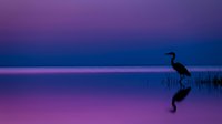 Silhouette of a wading bird standing in calm shallow water at dusk, reflected in still surface, purple and blue twilight sky, serene wetland landscape for nature and wildlife themes.