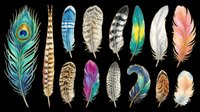 Feather collection featuring peacock, pheasant, eagle, and decorative plumes in vibrant colors and natural tones, isolated on transparent background, ready for clipart, t-shirt design, stickers, and print-on-demand projects.