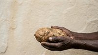 Closeup of dark-skinned male hand holding textured brown coconut against neutral beige background. Suitable for agriculture, food, tropical produce, sustainability, and harvest themes.