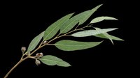 Eucalyptus branch with green leaves and seed pods, isolated on transparent background, ready for t-shirt design, stickers, clipart, and print on demand use.