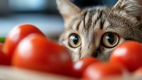 Curious tabby kitten with large amber eyes peeking through fresh red tomatoes on kitchen counter. Pet safety and healthy eating concept for veterinary care.