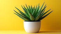 Vibrant green aloe vera plant with spiky leaves in modern white ceramic pot against bright yellow background, minimal composition for wellness and decor concepts.