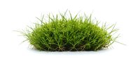 Isolated green grass tuft on white background, ready for design use on websites, marketing materials, and digital projects.