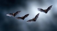 Flying bats silhouettes against dramatic cloudy sky with bright moonlight creating atmospheric Halloween scene for spooky seasonal designs.