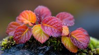 Vibrant autumn strawberry leaves covered in morning dew drops against dark background, showing seasonal color change from green to red and orange hues.