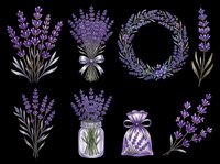 Lavender flowers isolated on transparent background, ready for t-shirt design, clipart, stickers, sublimation and print-on-demand products.
