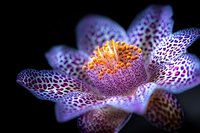 Exotic spotted orchid flower in purple and orange colors with detailed macro photography showing intricate petal patterns against dark background.