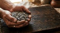 Adult male hands holding sunflower seeds over rustic wooden surface, depicting harvest, agriculture, farming, and natural food production for culinary and agricultural content.