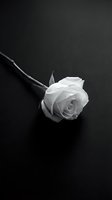 Single white rose on dark background symbolizing love, remembrance and elegance for romantic designs, funeral services and memorial concepts.