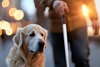 Senior golden retriever on leash with handler during sunset walk, warm bokeh lights in background, suitable for pet care, senior dog, and service animal content.